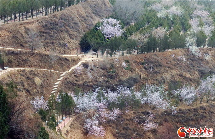 兰州松鹤园树葬公墓的一片花海